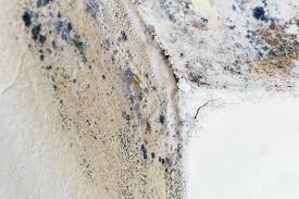 Best Mold Prevention Services  in Defuniak Springs, FL